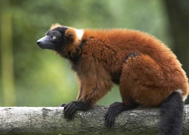 Red ruffed lemur