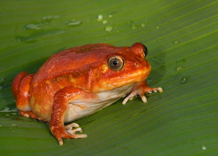 Tomato frog