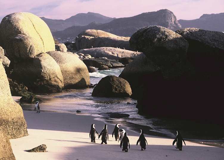 Boulders Beach Penguins