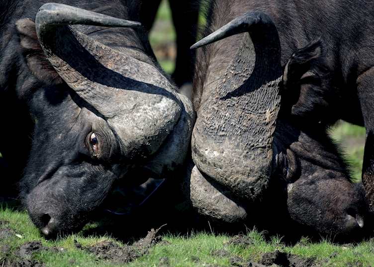 Buffalo fighting in the Kwando Concession, Botswana