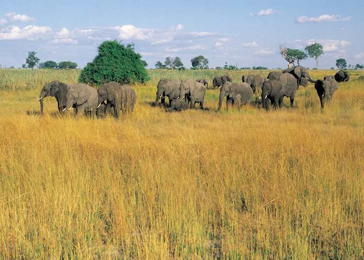 Elephant in the Kwando Concession, Botswana