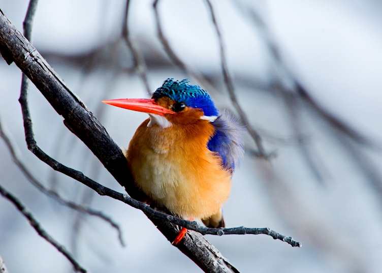Malachite kingfisher, Moremi Wildlife Reserve