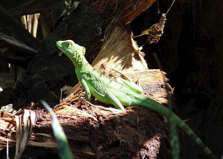 Jesus Christ Lizard, Costa Rica