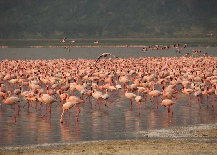 Flamingos on Lake Nakuru