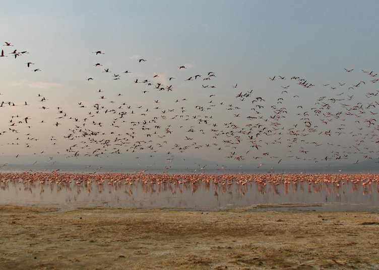 Flamingos on Lake Nakuru
