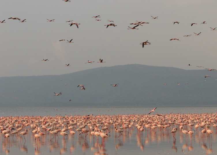 Flamingos in Lake Nakuru