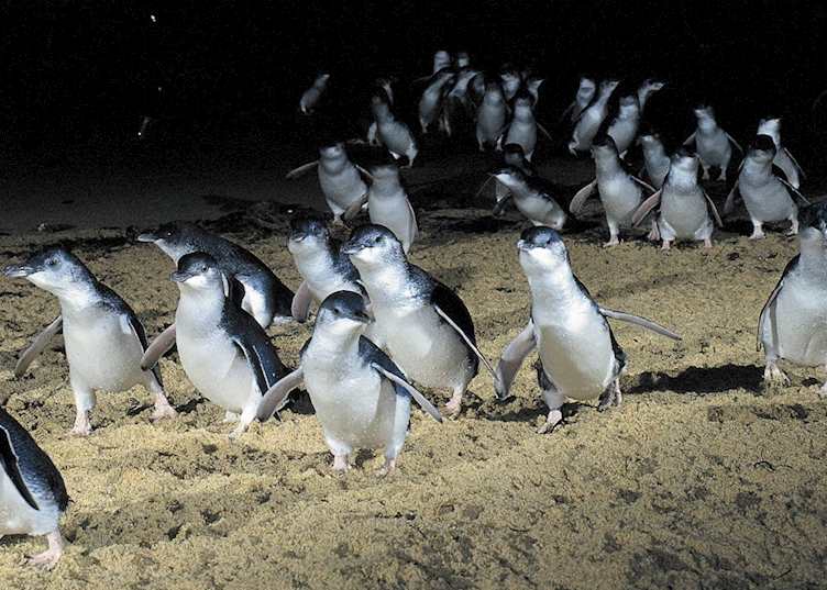 Penguin Parade, Phillip Island, Australia