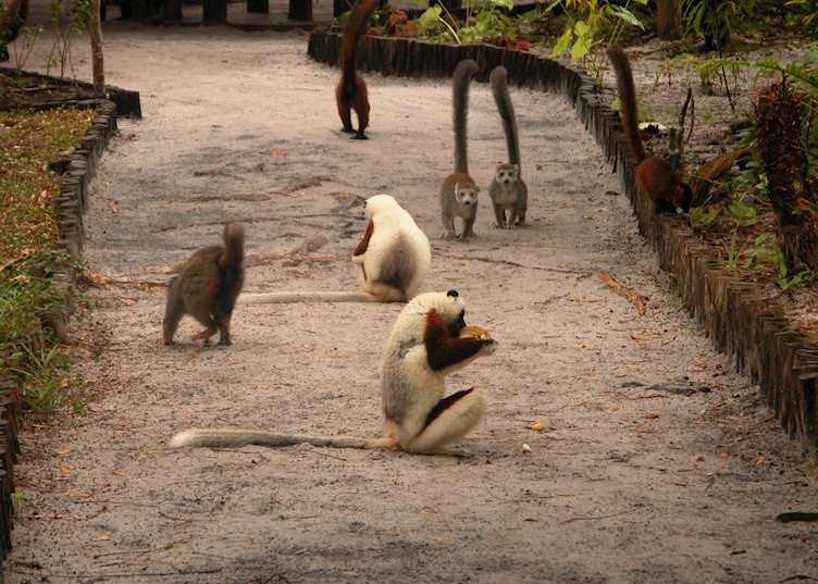 Lemurs at Le Palmarium, Pangalanes