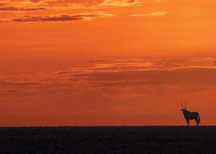 Gemsbok at dawn