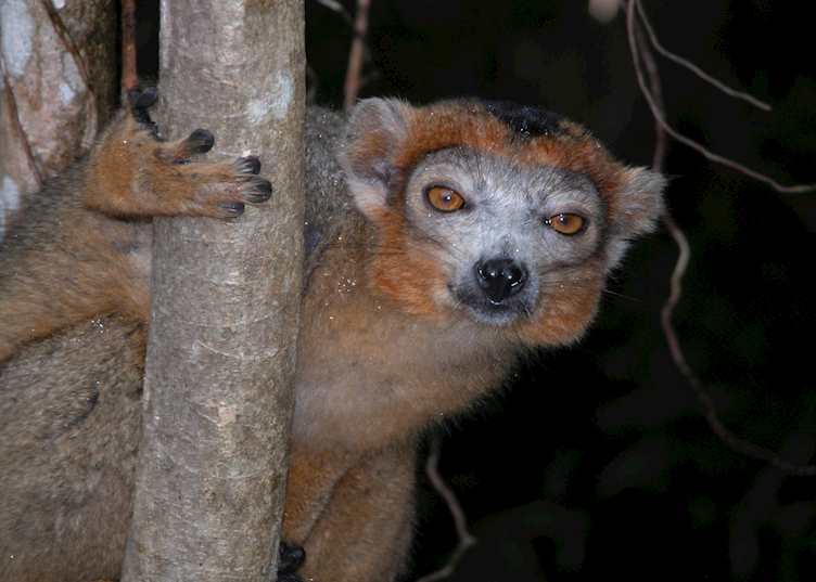 Male crowned lemur, Le Palmarium