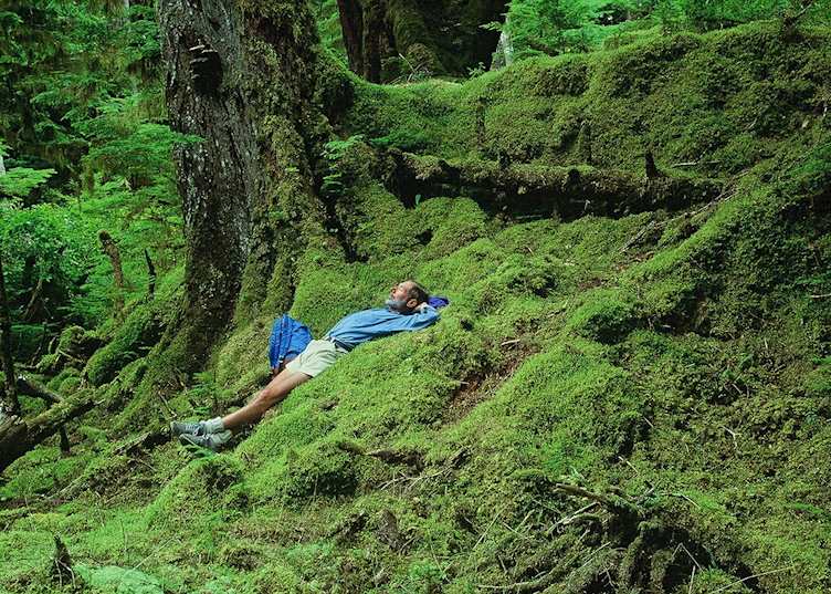 Haida Gwaii, old growth rainforest