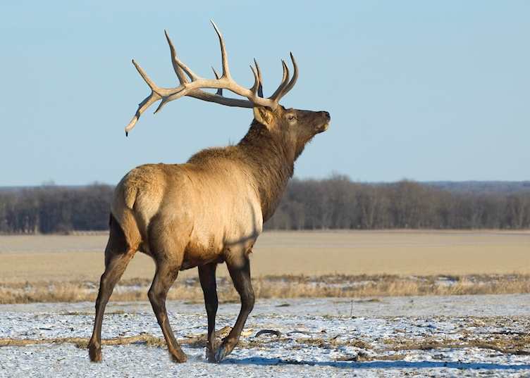Bull elk in Manitoba