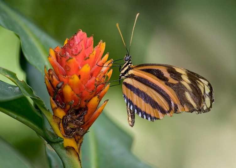 Heliconia butterfly, Costa Rica