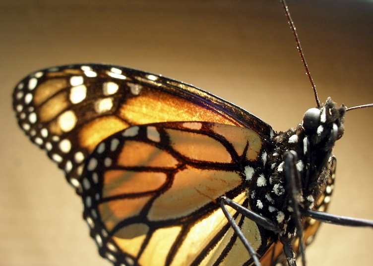 Monarch butterfly