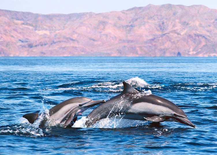Dolphins, Baja California