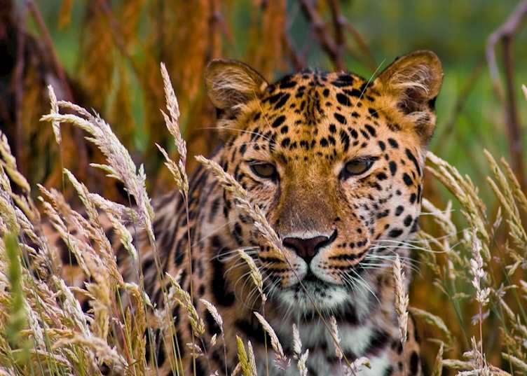 A lounging leopard