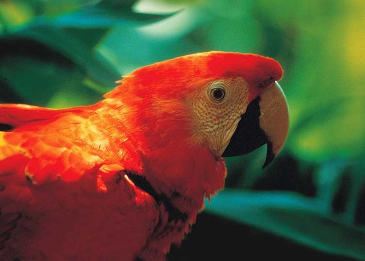 Scarlet macaw