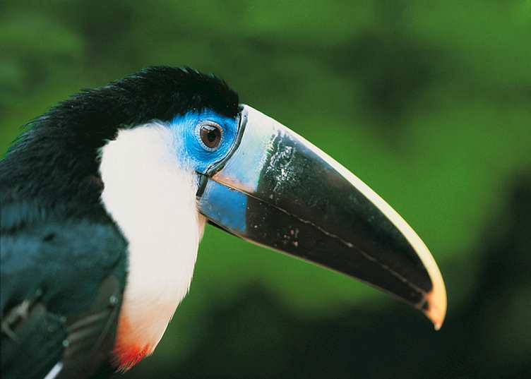 Toucan