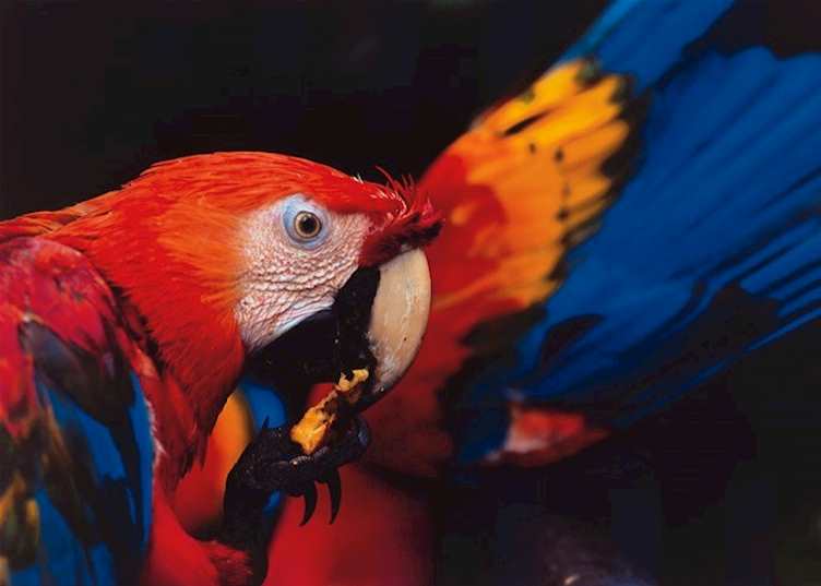 Scarlet macaw