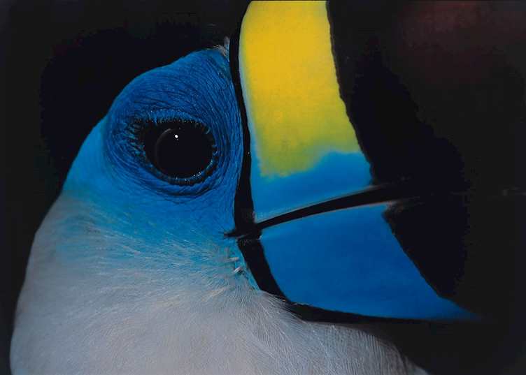 Toucan
