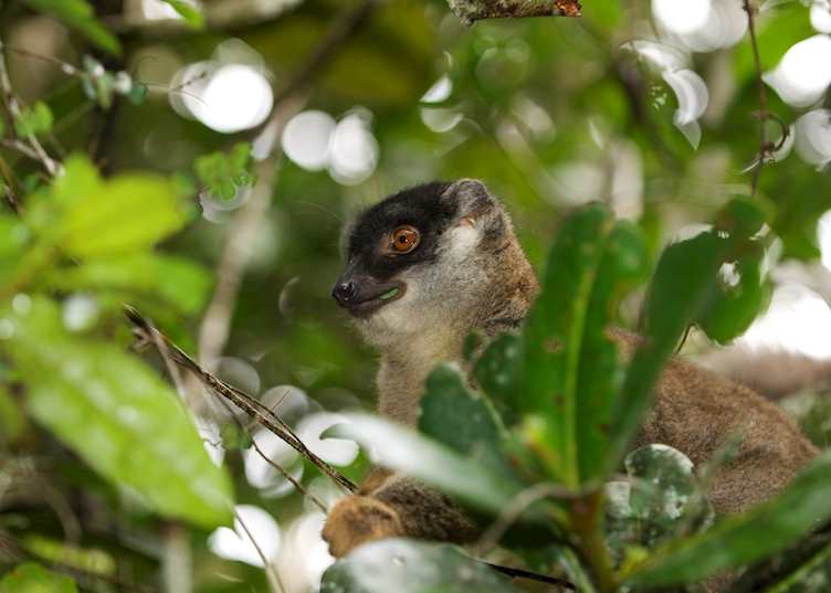 Brown lemur, Andasibe-Mantadia National Park, Madagascar