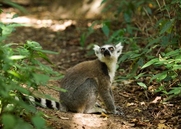 Ring tailed lemur, Berenty Private Reserve, Madagascar