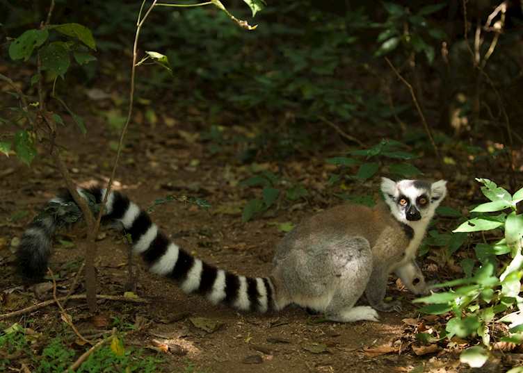 Ring tailed lemur, Berenty Private Reserve, Madagascar