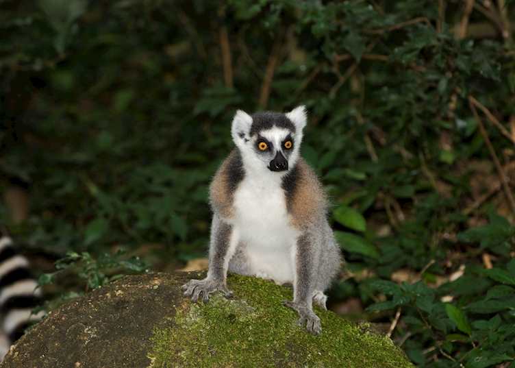 Ring tailed lemurs, Berenty Private Reserve, Madagascar