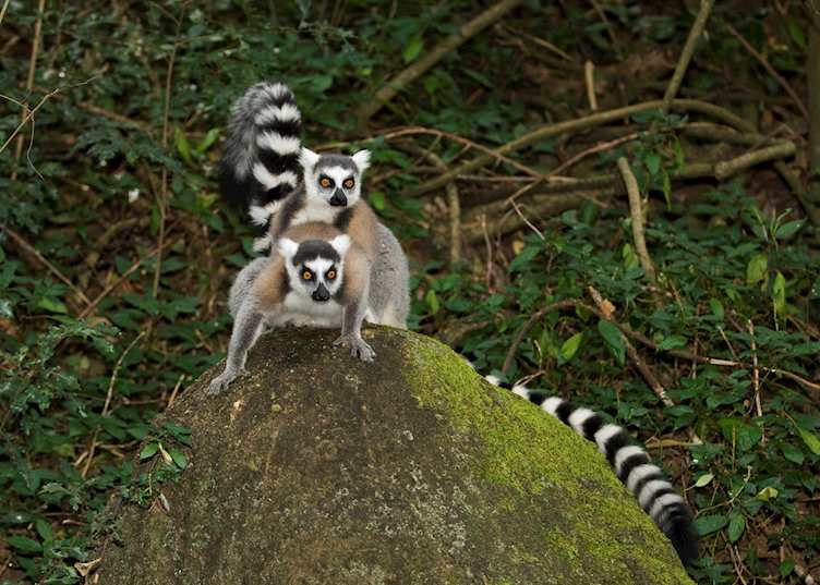 Ring tailed lemurs, Berenty Private Reserve, Madagascar
