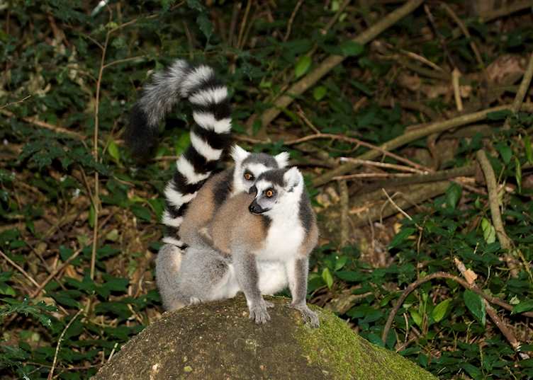 Ring tailed lemurs, Berenty Private Reserve, Madagascar