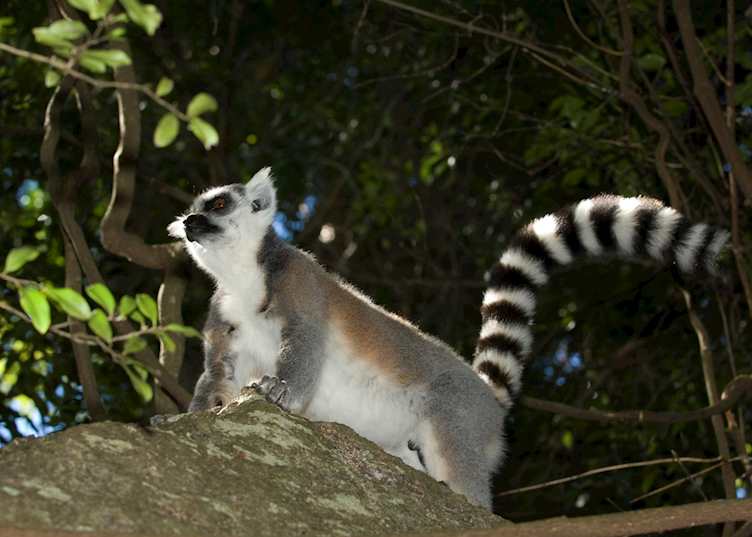 Ring tailed lemur, Berenty Private Reserve, Madagascar