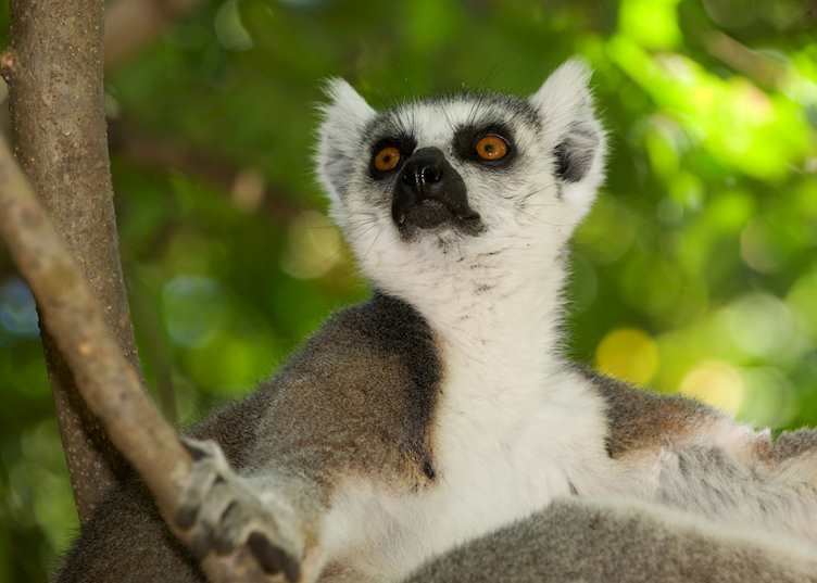 Ring tailed lemur, Berenty Private Reserve, Madagascar
