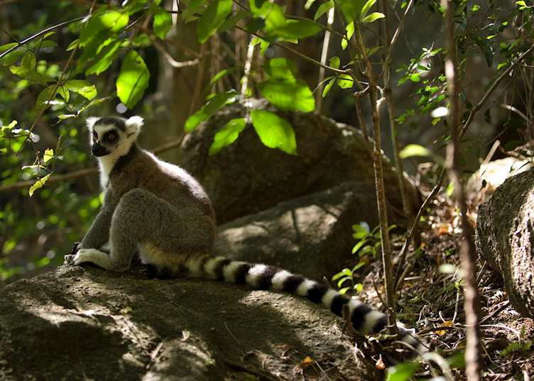 Ring tailed lemur, Berenty Private Reserve, Madagascar