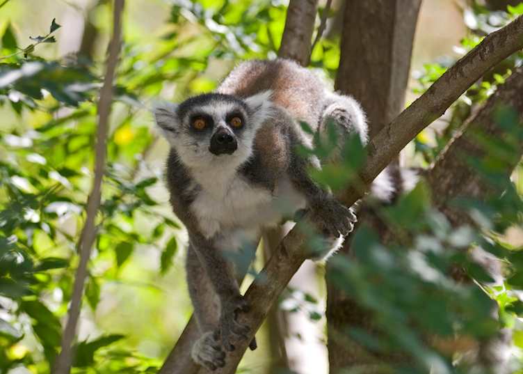 Ring tailed lemur, Berenty Private Reserve, Madagascar