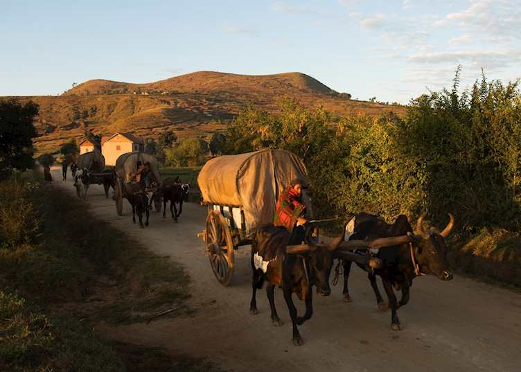 Ox and cart, Antsirabe