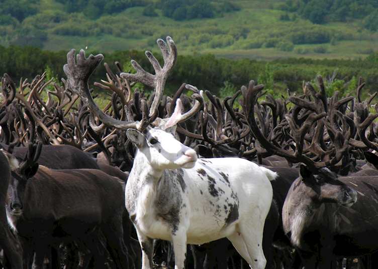 Reindeer