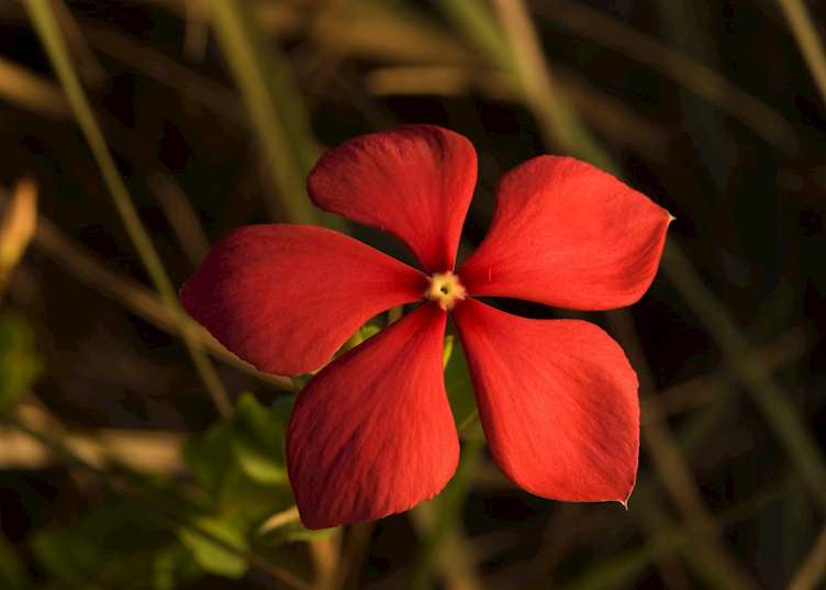 Wild flower of Isalo National Park, Madagascar