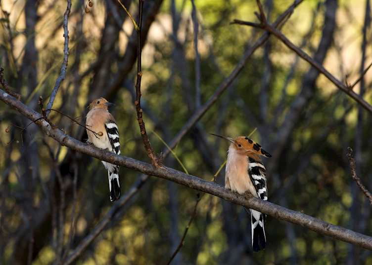 Hoopoe, Isalo National Park, Madagascar