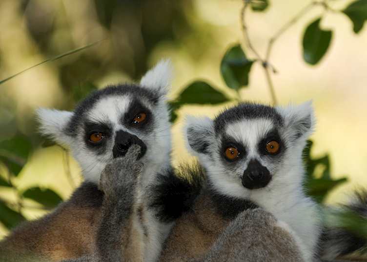 Ring-tailed lemur, Isalo National Park, Madagascar