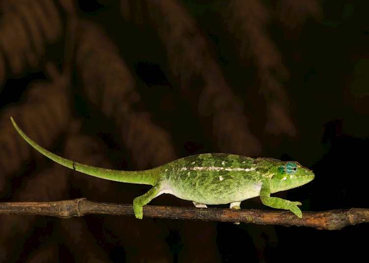 Chameleon, Madagascar
