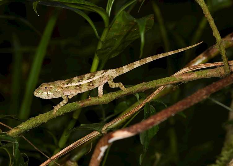 Chameleon, Madagascar