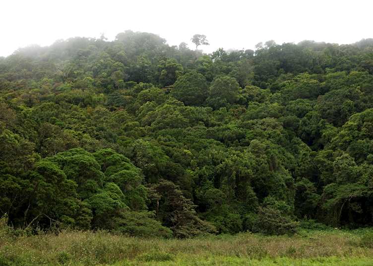 Amber Mountain National Park (Montagne D'Ambre), Madagascar