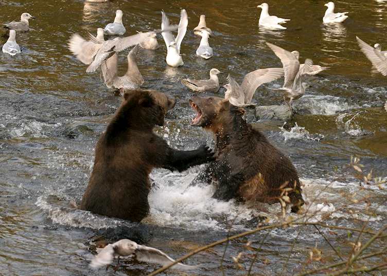 Grizzly bears at Knight Inlet Lodge