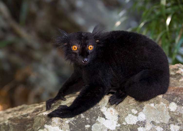 Black lemur, Nosy Komba, Madagascar