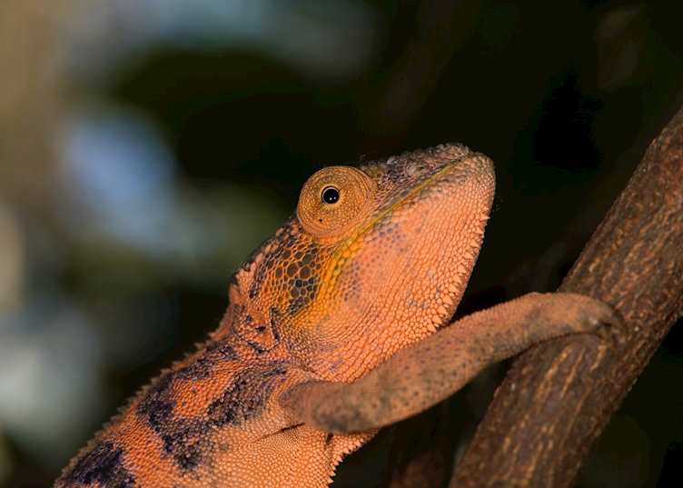 Chameleon, Nosy Komba, Madagascar