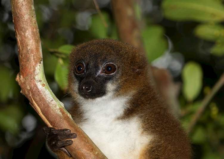 Red-bellied lemur, Ranomafana National Park, Madagascar