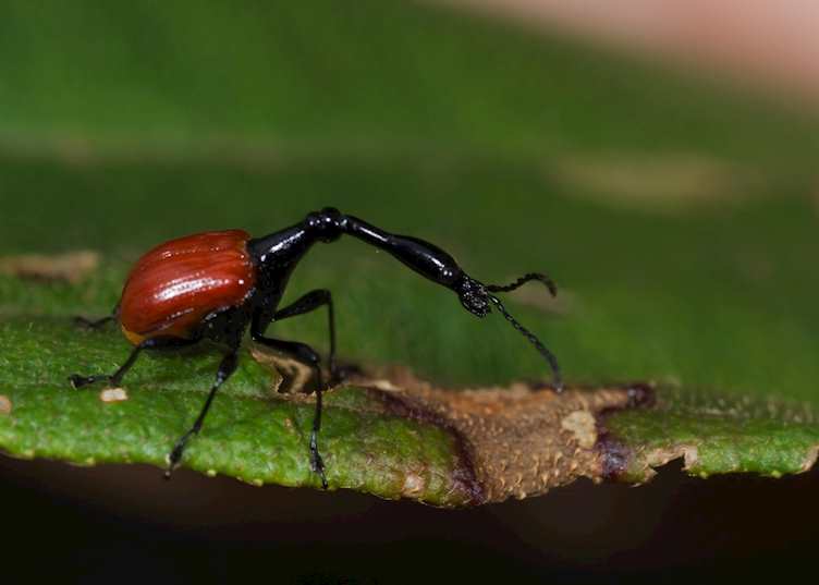 Giraffe-necked weevil, Ranomafana National Park