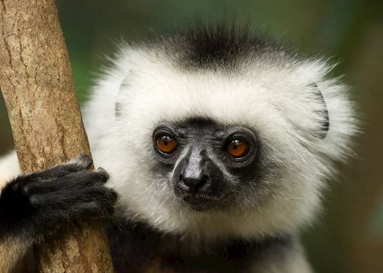 Diademed sifaka, Andasibe-Mantadia National Park