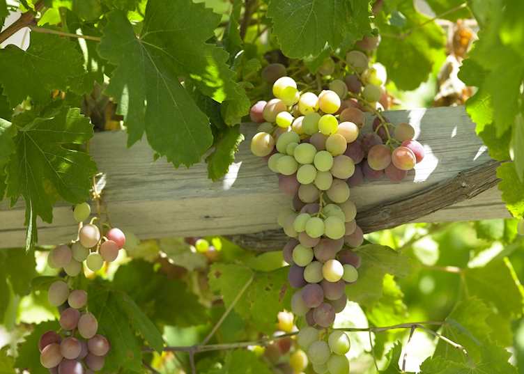 Colchagua wine region, Chile