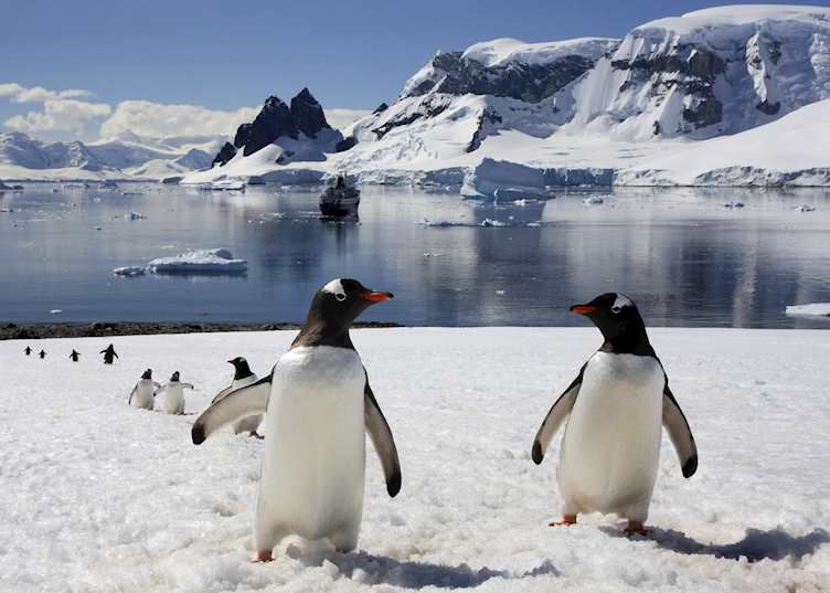 Gentoo penguins, Antarctica